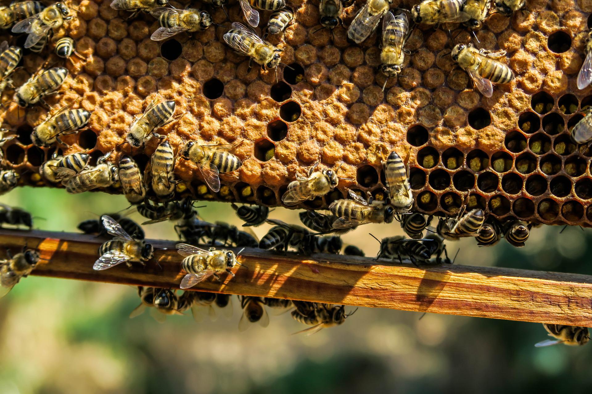 Bourdonnement à surveiller