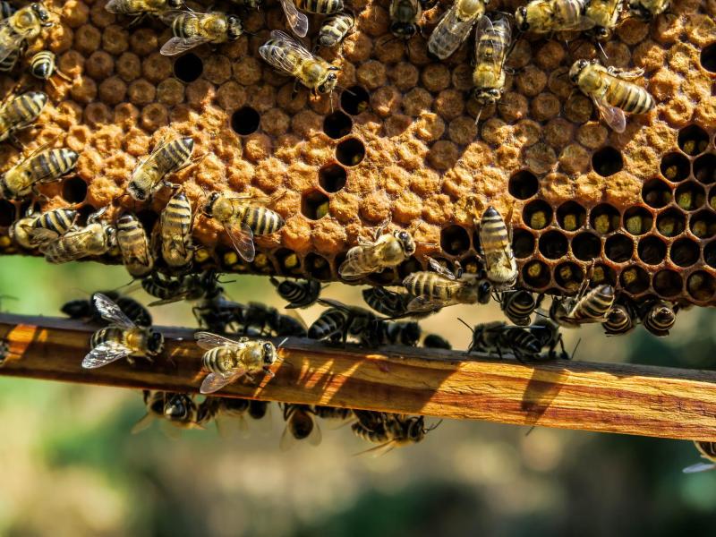 Bourdonnement à surveiller